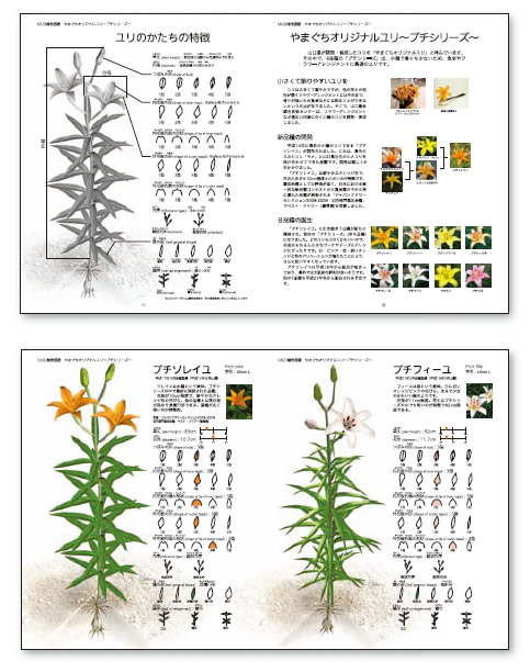 作品写真：M U D植物図鑑 やまぐちオリジナルユリ～プチシリーズ～