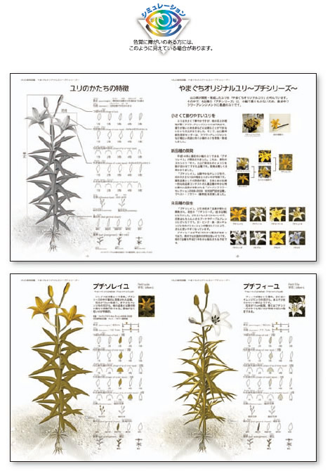 作品写真
