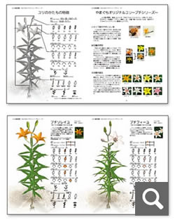 M U D植物図鑑 やまぐちオリジナルユリ～プチシリーズ～作品写真 クリックすると拡大します（別ウインドウが開きます）